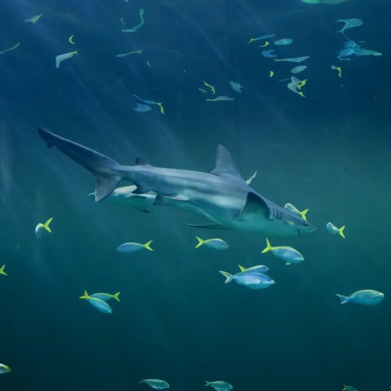 Bahamalar’da köpekbalıklarının kanında kafein, ağrı kesici ve kokain izleri: “El değmemiş cennet”te kimyasal kirlilik alarmı