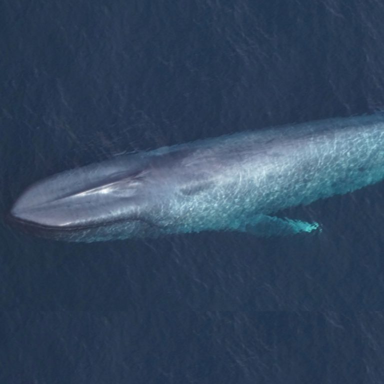 New England açıklarında “déjà blue”: Hava ekibi 24 saat arayla üç mavi balina gördü