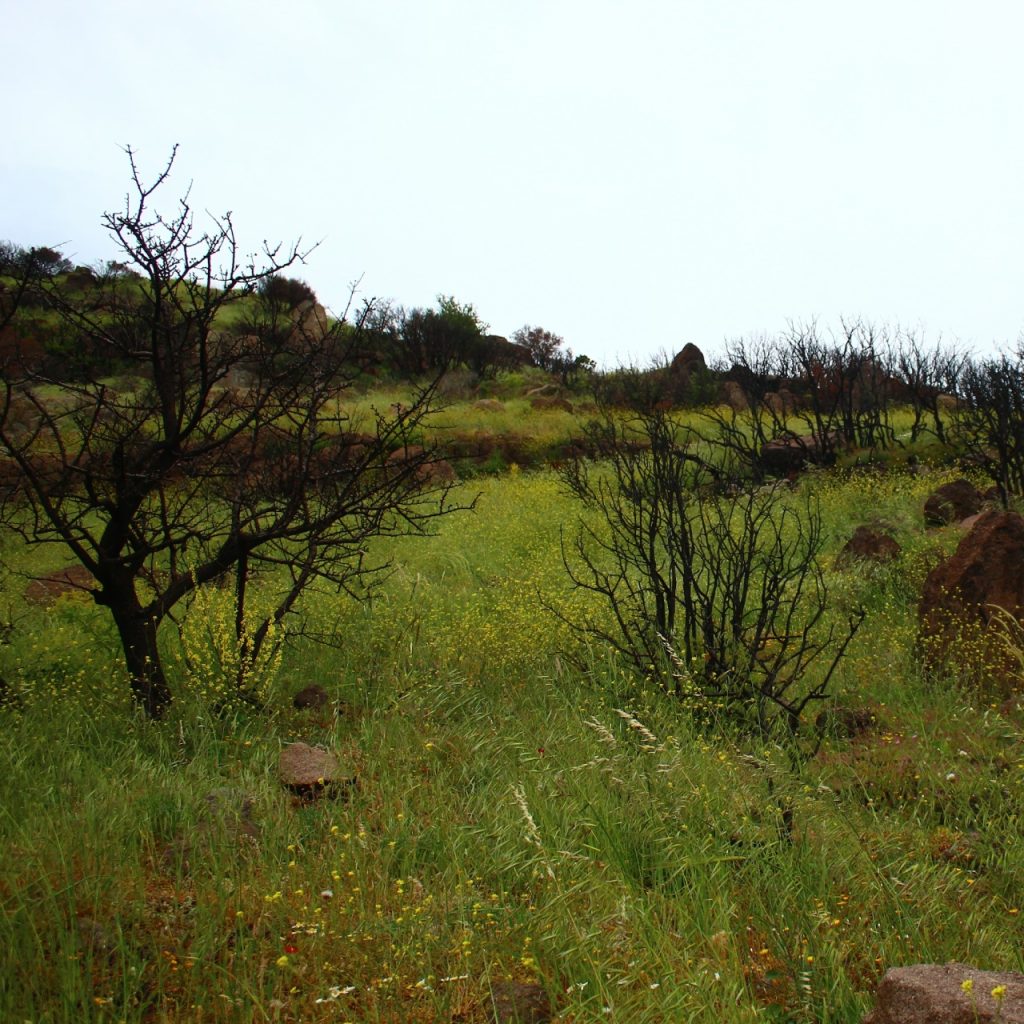 3 hektardan küçük alanlar orman sayılmayacak: Teklif Meclis’te