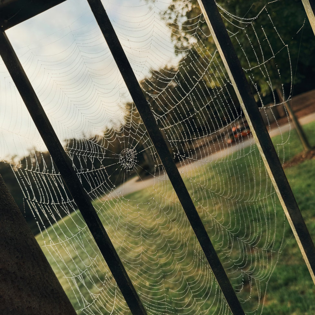 Örümceksiz dünya daha ürkütücü! Peki neden korunmuyorlar