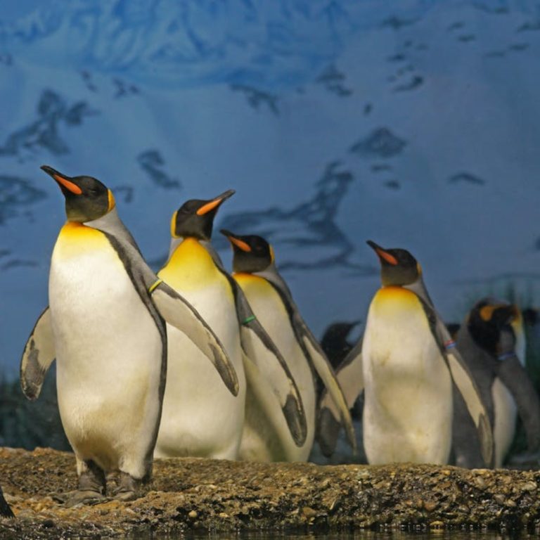 İklim değişikliği kral penguenlere yarıyor: Üreme başarısı artıyor ancak riskler sürüyor