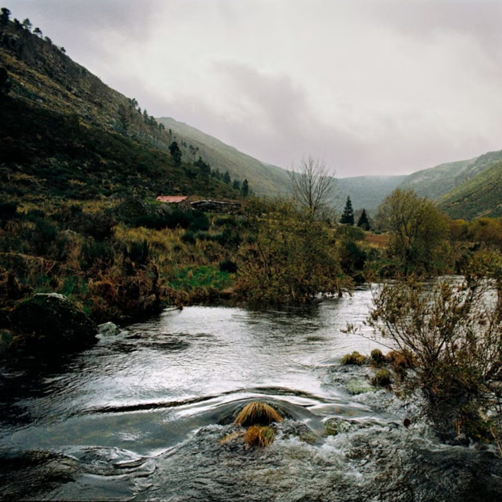 Portekiz, biyoçeşitliliği koruyamadığı gerekçesiyle AB mahkemesi tarafından 10 milyon euro para cezasına çarptırıldı