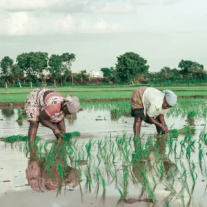 İklim krizi gıda güvenliğini tehdit ediyor: 2 derece ısınmada gıda güvensizliği 3 kat artacak