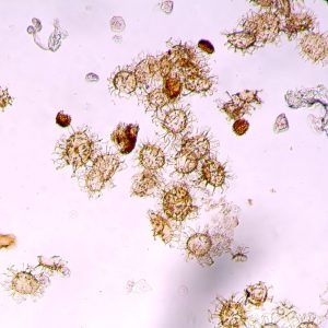 Geçmiş iklim değişikliğinden ipuçları: Tropik deniz yaşamı 1,5°C ısınmaya kadar direnç gösterebiliyor