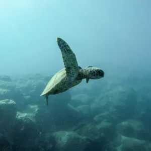 Trump, Meksika Körfezi’ndeki petrol ve gaz için nesli tehlikedeki tür muafiyeti istedi