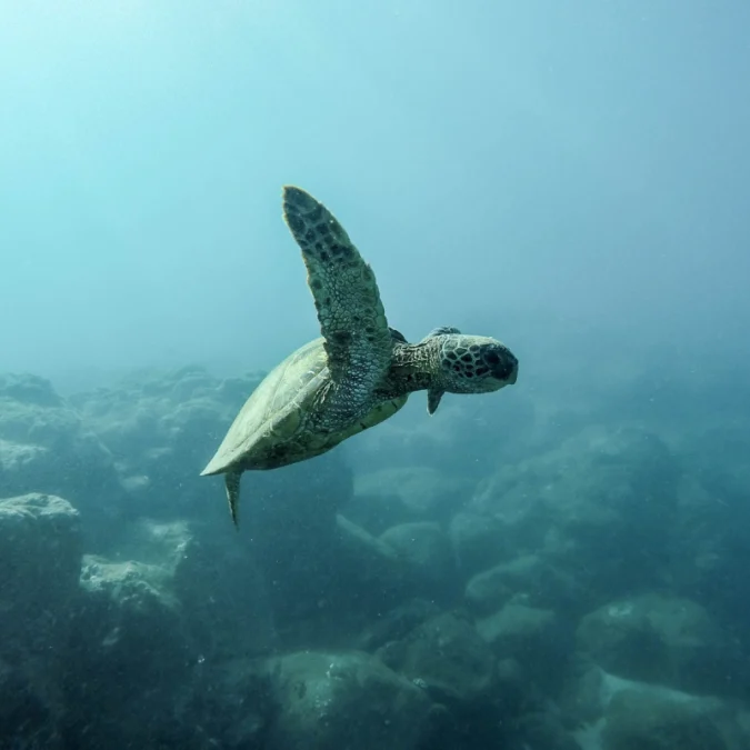 Trump, Meksika Körfezi’ndeki petrol ve gaz için nesli tehlikedeki tür muafiyeti istedi