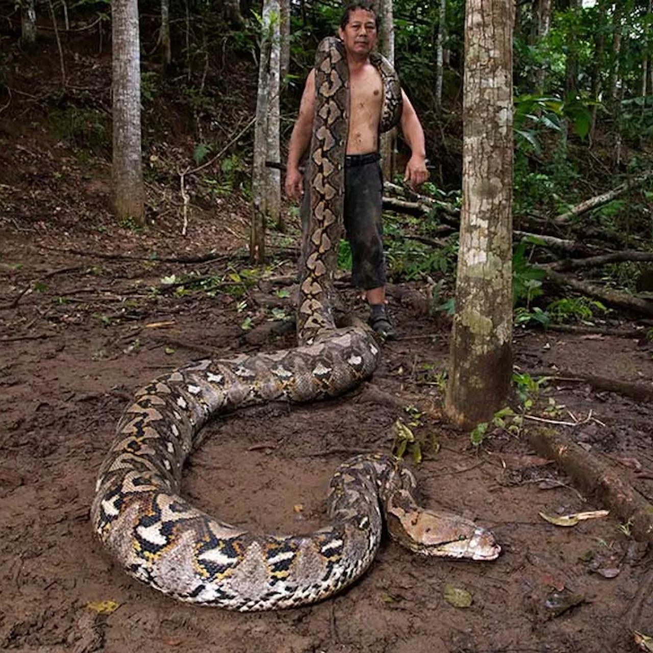 Dünyanın en uzun vahşi yılanı rekoru Endonezya’daki 7,2 metrelik “Barones”e geçti