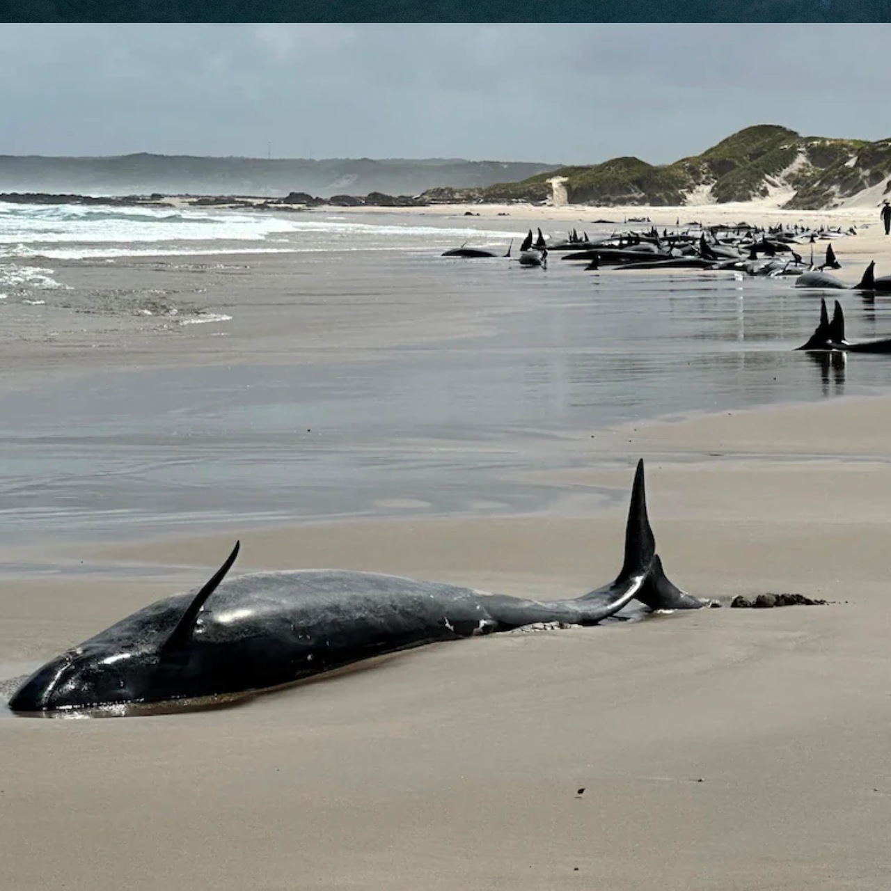 Patagonya’daki toplu yunus karaya vurma olayları orkalarla bağlantılı olabilir