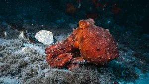 Dev ahtapotlar dinozor çağında okyanuslara hükmetmiş olabilir: Çene fosilleri 19 metreye işaret ediyor