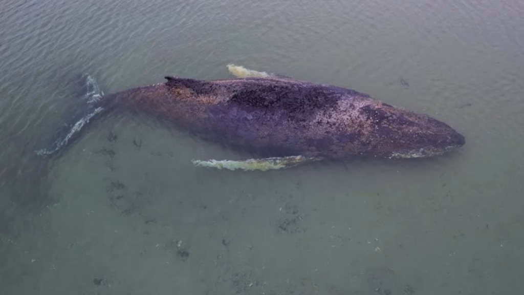 Baltık’ta karaya vuran kambur balina için umut tükeniyor