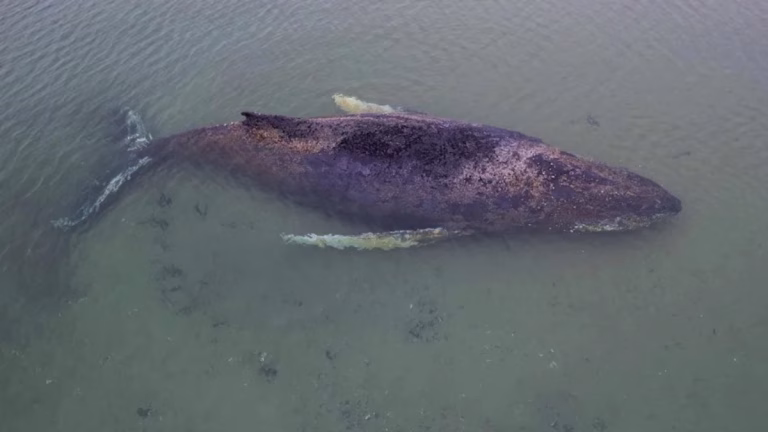 Baltık’ta karaya vuran kambur balina için umut tükeniyor