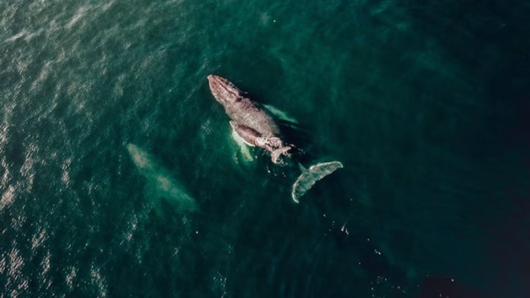 Araştırmaya göre; ispermeçet balinalarının iletişim biçimi insan diline oldukça benziyor