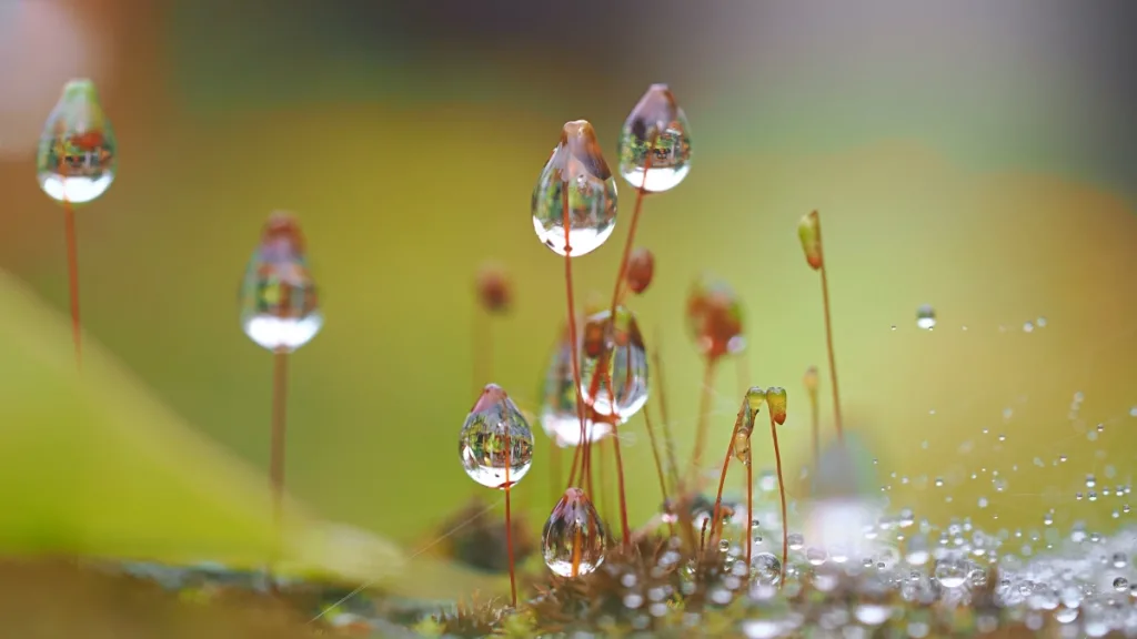 Dünya Günü nedir, nasıl kutlanıyor, neden bazı çevrelerce eleştiriliyor?