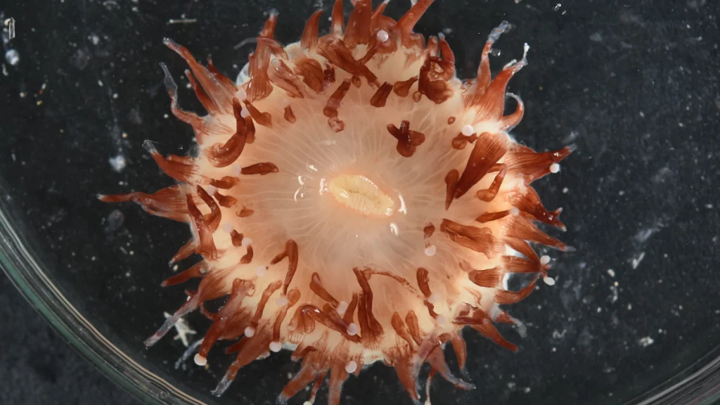 Mercan Denizi’nde 110’dan fazla yeni balık ve omurgasız türü keşfedildi