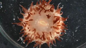 Mercan Denizi’nde 110’dan fazla yeni balık ve omurgasız türü keşfedildi