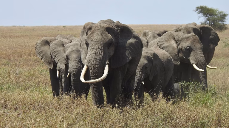 Afrika fillerinde genetik alarm: İzole popülasyonlarda akraba çiftleşmesi artıyor
