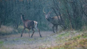 Milli Parklar Kanunu değişti: Geleneksel avcılığa yasal zemin