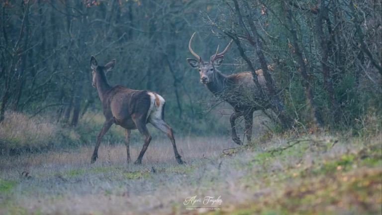 Milli Parklar Kanunu değişti: Geleneksel avcılığa yasal zemin