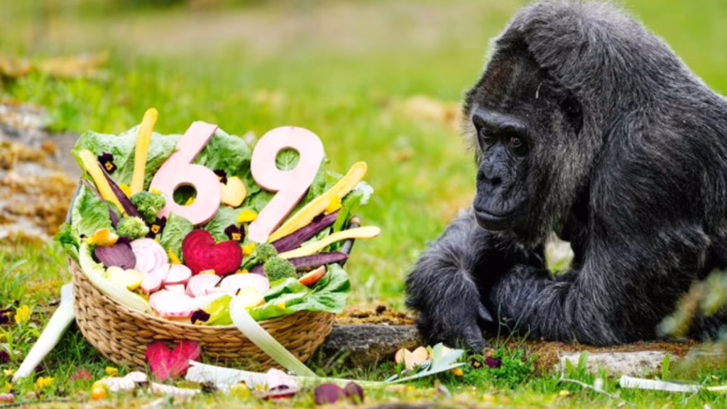 Dünyanın en yaşlı gorili! Goril Fatou 69 yaşına girdi!