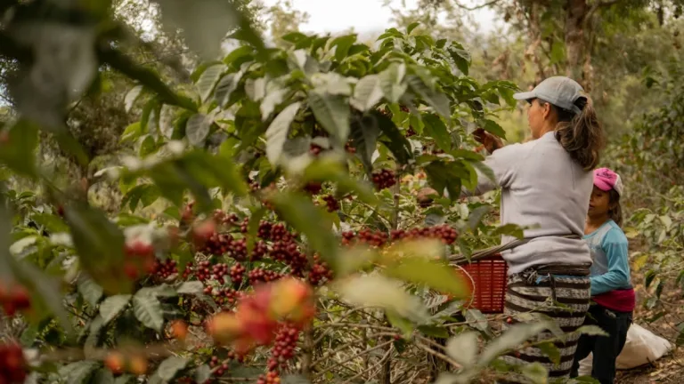 Kahve şirketleri ormansızlaşmayı izlemek için uydu ve yapay zekâ tabanlı program başlattı