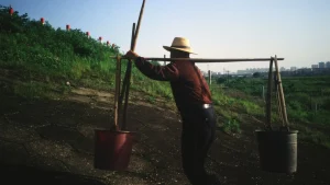 Brezilya kahveyi iklim krizine karşı yeniden tasarlıyor