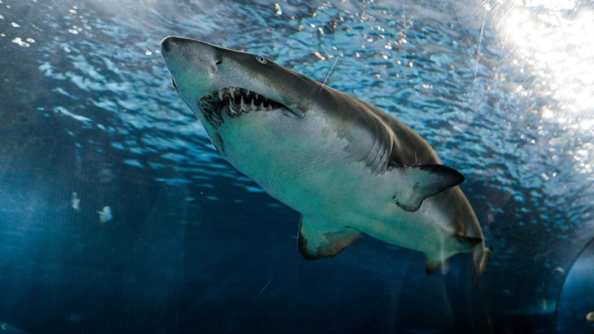 Büyük beyaz köpekbalıkları ısınan sularda en savunmasız canlılar olabilir