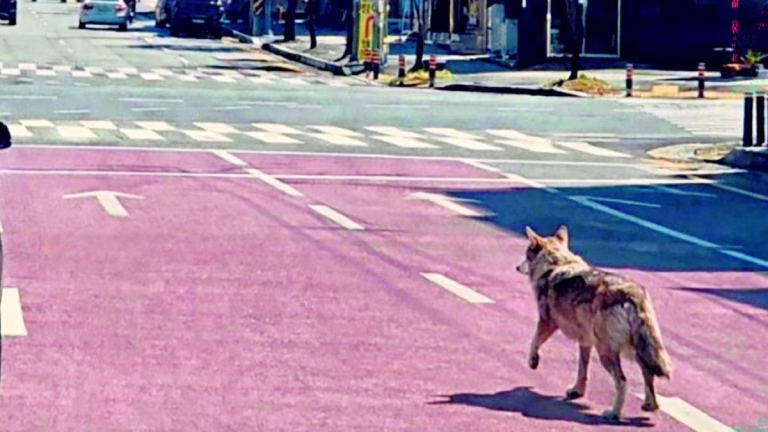 Güney Kore’de hayvanat bahçesinden kaçan kurt aranıyor