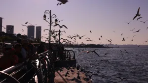 Kuşlar kızılötesiyle serinliyor: Isı uzaya kaçıyor