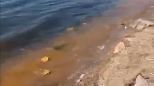 Marmara’da pas rengi su: Neden kızıl gelgit?