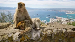 Cebelitarık makakları turistlerin bıraktığı sağlıksız yiyecekleri sindirmek için toprakla kendini tedavi ediyor