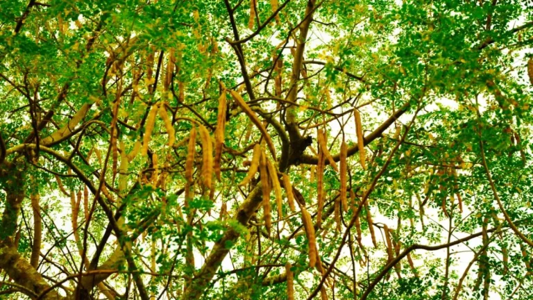 Mucize moringa ağacı, içme suyundaki mikroplastiklerin %98’ini temizledi