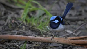 İklim krizi Avustralya’nın peri çalıkuşunu yok oluşa sürüklüyor