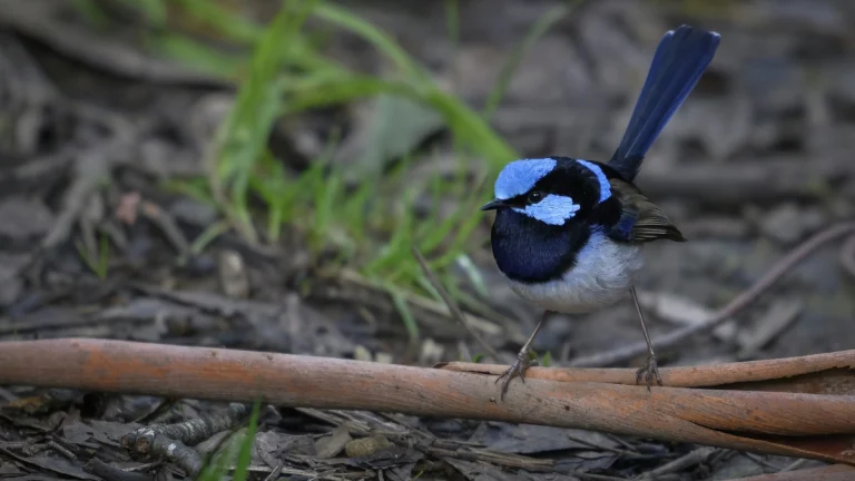 İklim krizi Avustralya’nın peri çalıkuşunu yok oluşa sürüklüyor