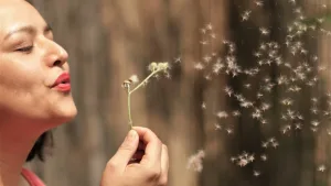 İklim değişikliği saman nezlesi mevsimini uzatıyor