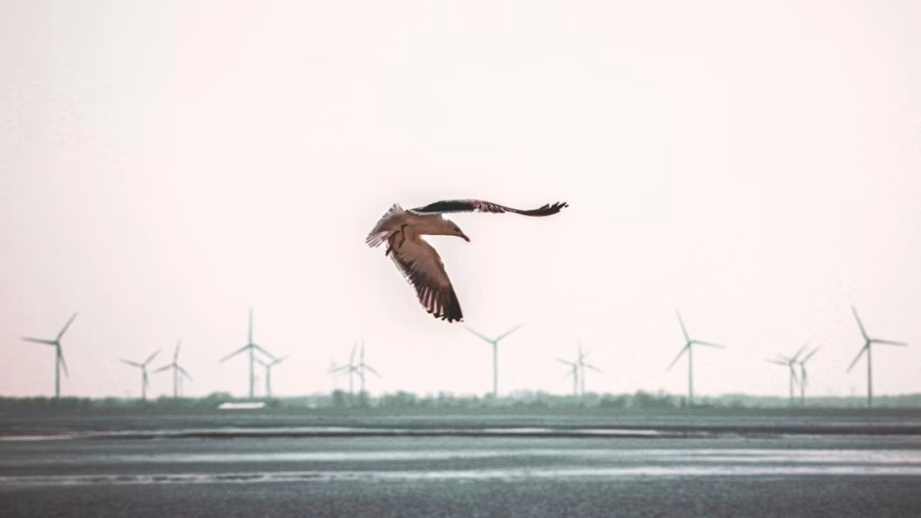 Rüzgar türbinleri gerçekten kuşlara zarar veriyor mu? Yeni araştırmalar yüzde 99,8 diyor