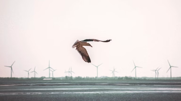 Rüzgar türbinleri gerçekten kuşlara zarar veriyor mu? Yeni araştırmalar yüzde 99,8 diyor