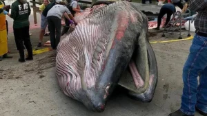 Dünyada sadece 50 tane kalan Rice balinası neden yok olma riskiyle karşı karşıya?