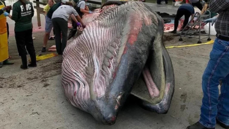 Dünyada sadece 50 tane kalan Rice balinası neden yok olma riskiyle karşı karşıya?