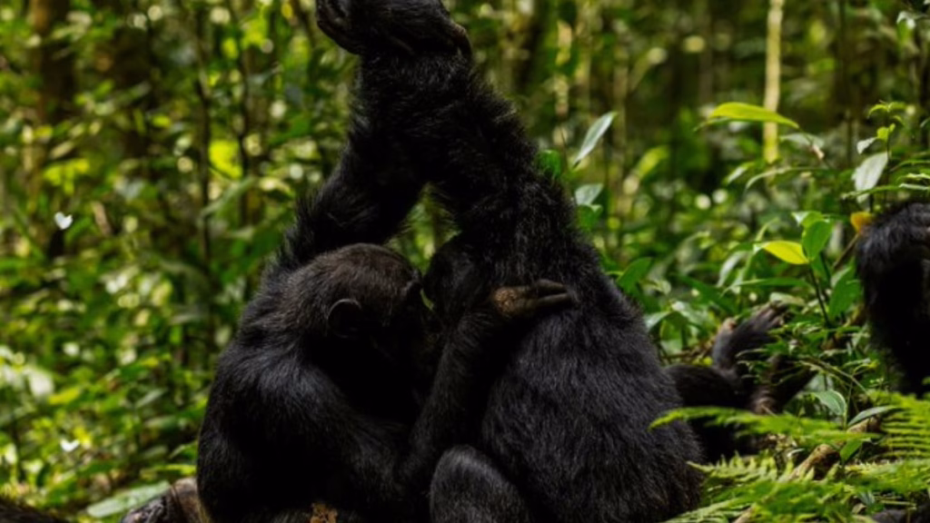Şempanzeler arasında kanlı savaş başladı: 144 bebek öldürüldü