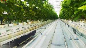 Kuraklığa karşı seralarda çözüm: Yağmur suyu hasadı