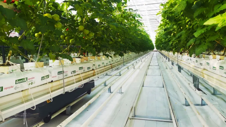 Kuraklığa karşı seralarda çözüm: Yağmur suyu hasadı