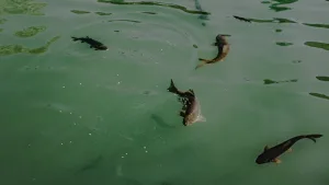 Nehir ve göllerde kokain kirliliği somon davranışını bozuyor