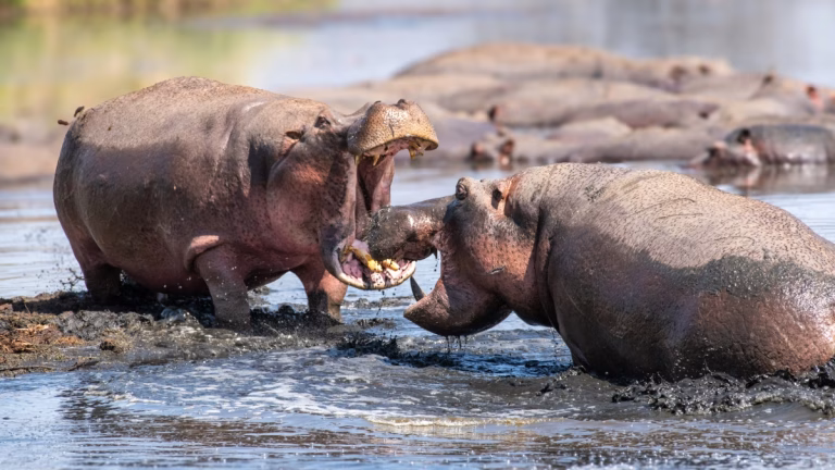 Kolombiya, Pablo Escobar’dan kalan su aygırlarını itlaf etmeye hazırlanıyor