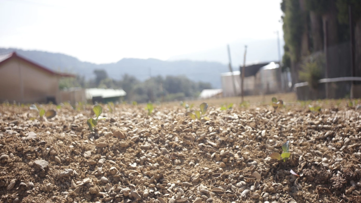 BM: Aşırı sıcaklar küresel gıda sistemlerini tehdit ediyor; 1 milyardan fazla kişi risk altında