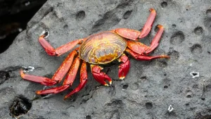 Hindistan’dan İtalya’ya: Akdeniz’de istilacı yengeç alarmı