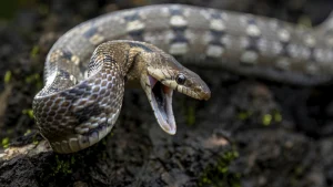 İklim değişikliği zehirli yılanları yoğun nüfuslu kıyı şeritlerine doğru itecek