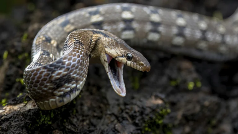 İklim değişikliği zehirli yılanları yoğun nüfuslu kıyı şeritlerine doğru itecek
