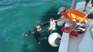 Bodrum’da denizden 2 ton atık çıkarıldı