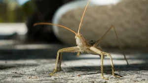 Cırcır böcekleri yaralı antenlerini ‘koruyor’: Böceklerde acı tartışmasını alevlendiren çalışma