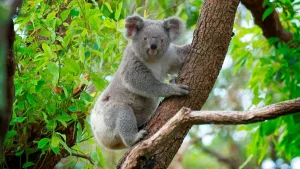 Koala türü keşfi: Batı Avustralya’da soyu tükenmiş yeni koala türü bulundu